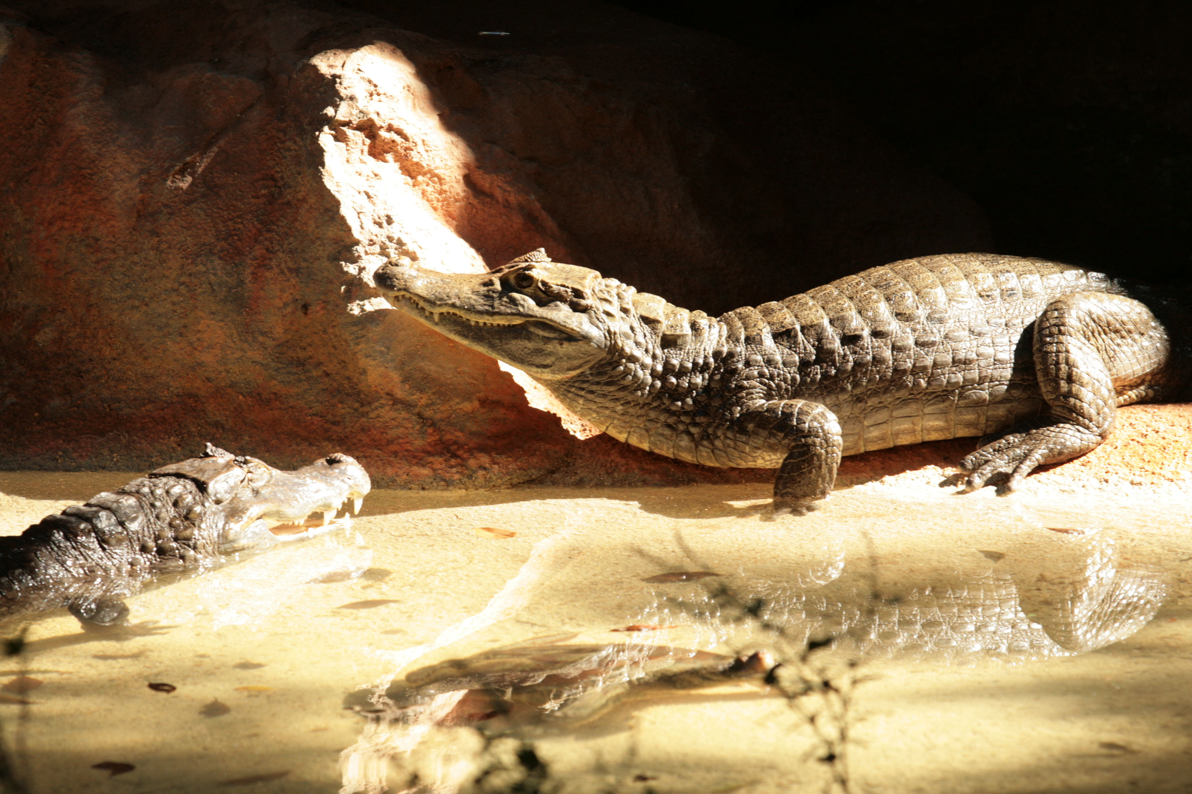 Dr. Juan A. Rivero Zoo